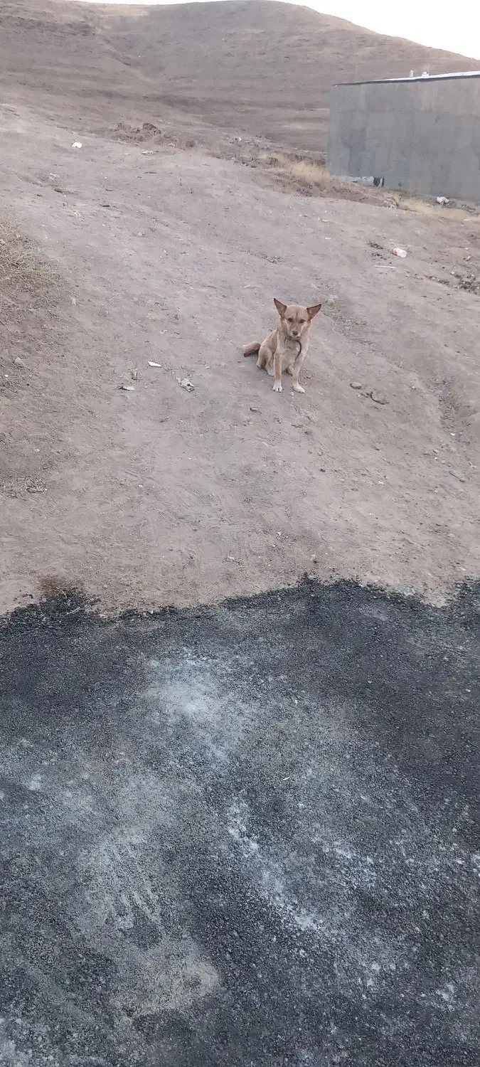 واگذاری سگ پاکوتاه خانگی|سگ|هشترود, |دیوار