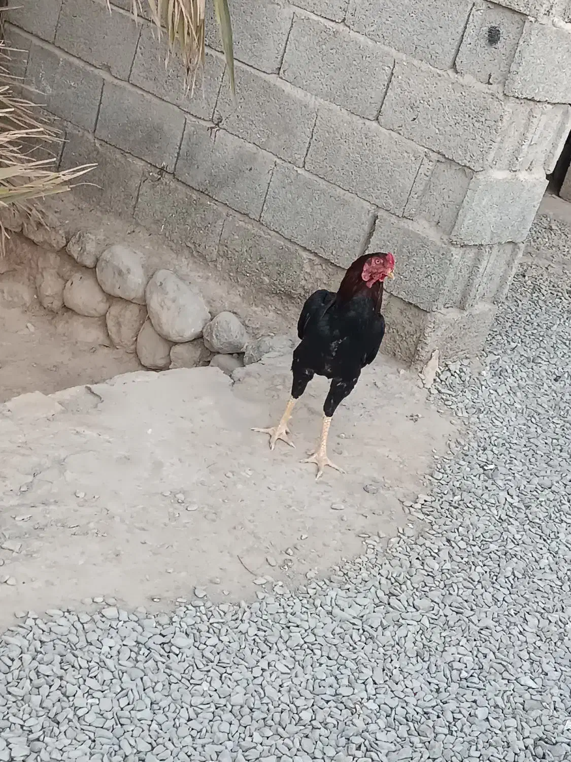 خروس|حیوانات مزرعه|سیب و سوران, |دیوار