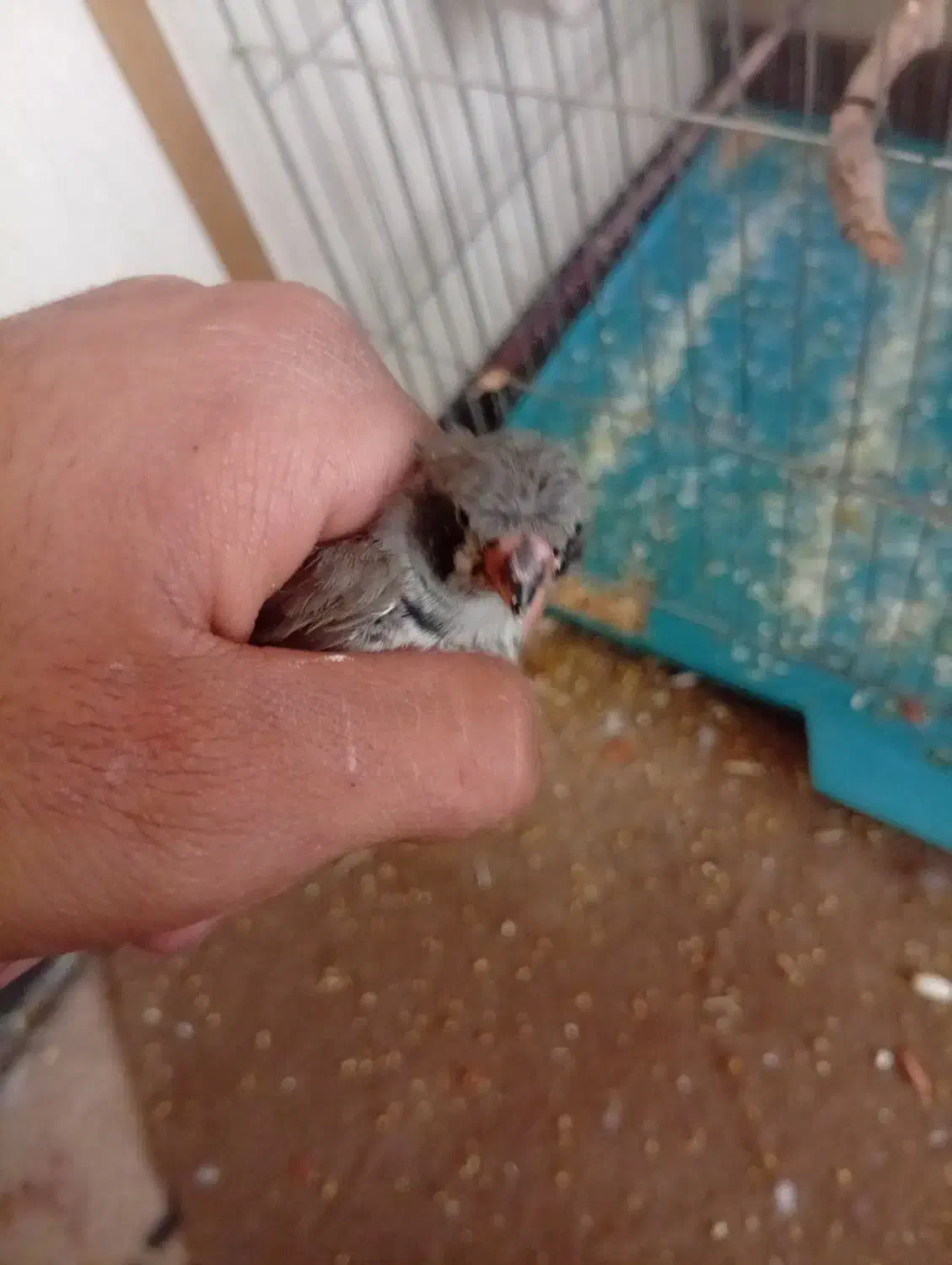 فنچ|پرنده|کرمان, |دیوار