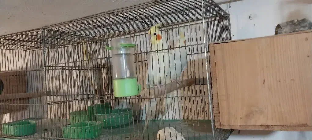 فروش طوطی عروس های بالغ و جوجه عروس هم موجود است|پرنده|رشت, حسین آباد|دیوار