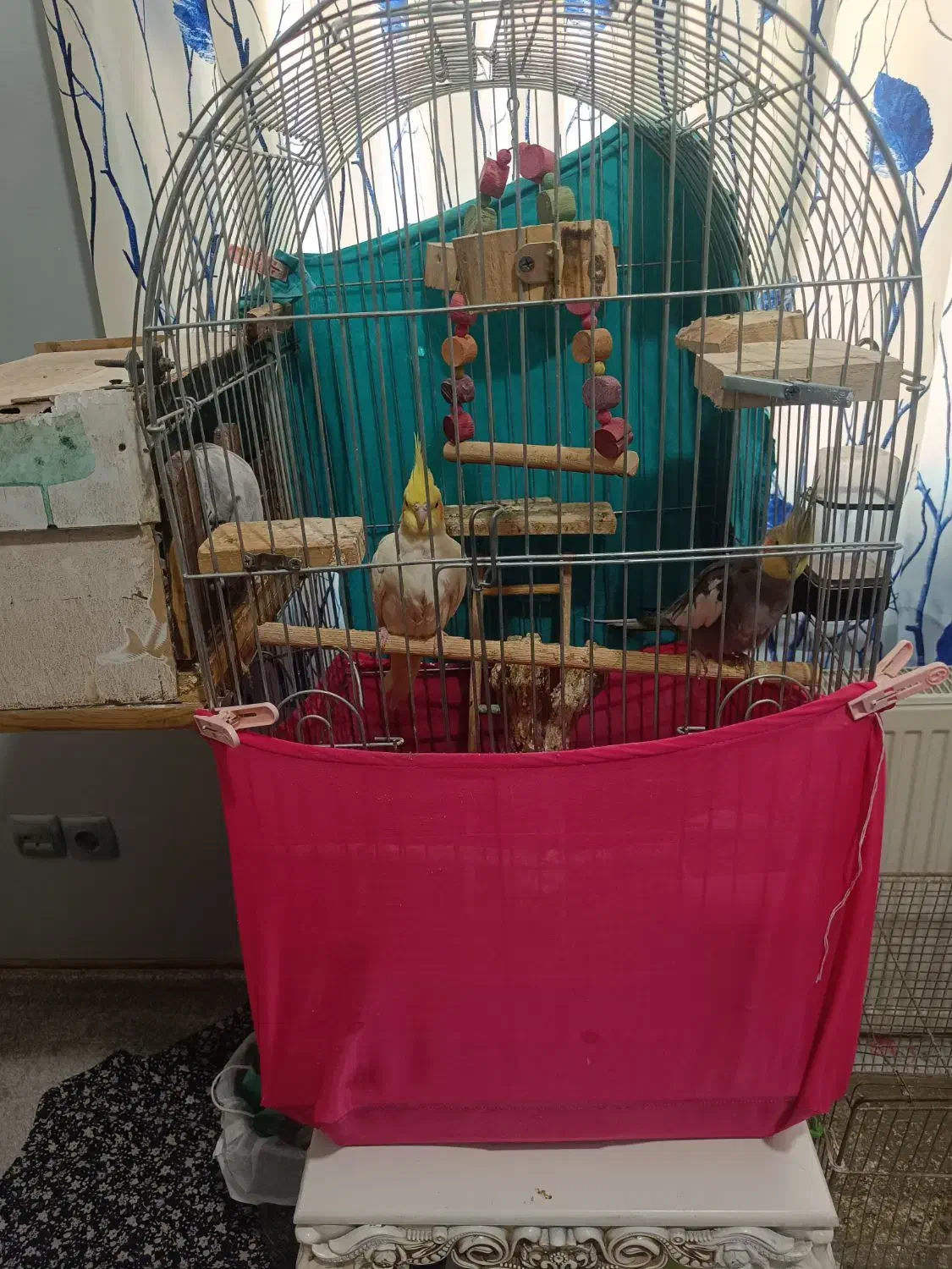 جفت عروس مولد با کلیه لوازم|پرنده|محمدشهر, شهرک پیام (مهرالبرز)|دیوار