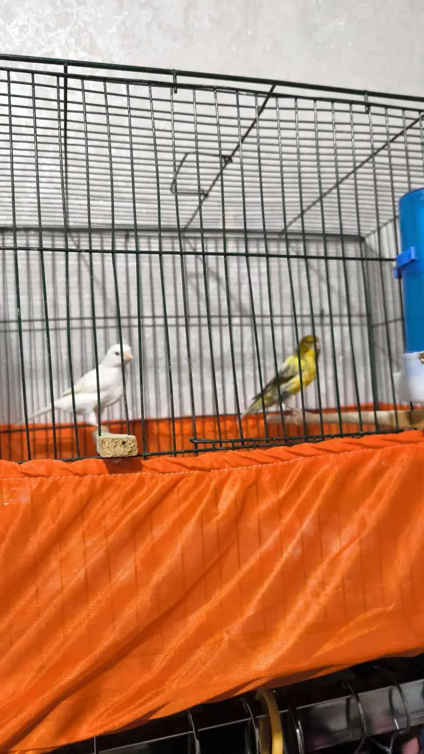 قناری نر و ماده|پرنده|تهران, شادآباد|دیوار