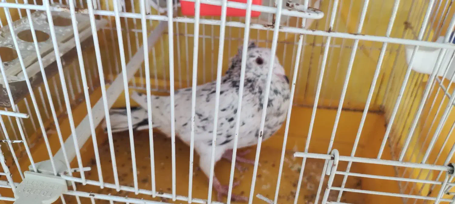 کبوتر هفت رنگ|پرنده|جوین, |دیوار