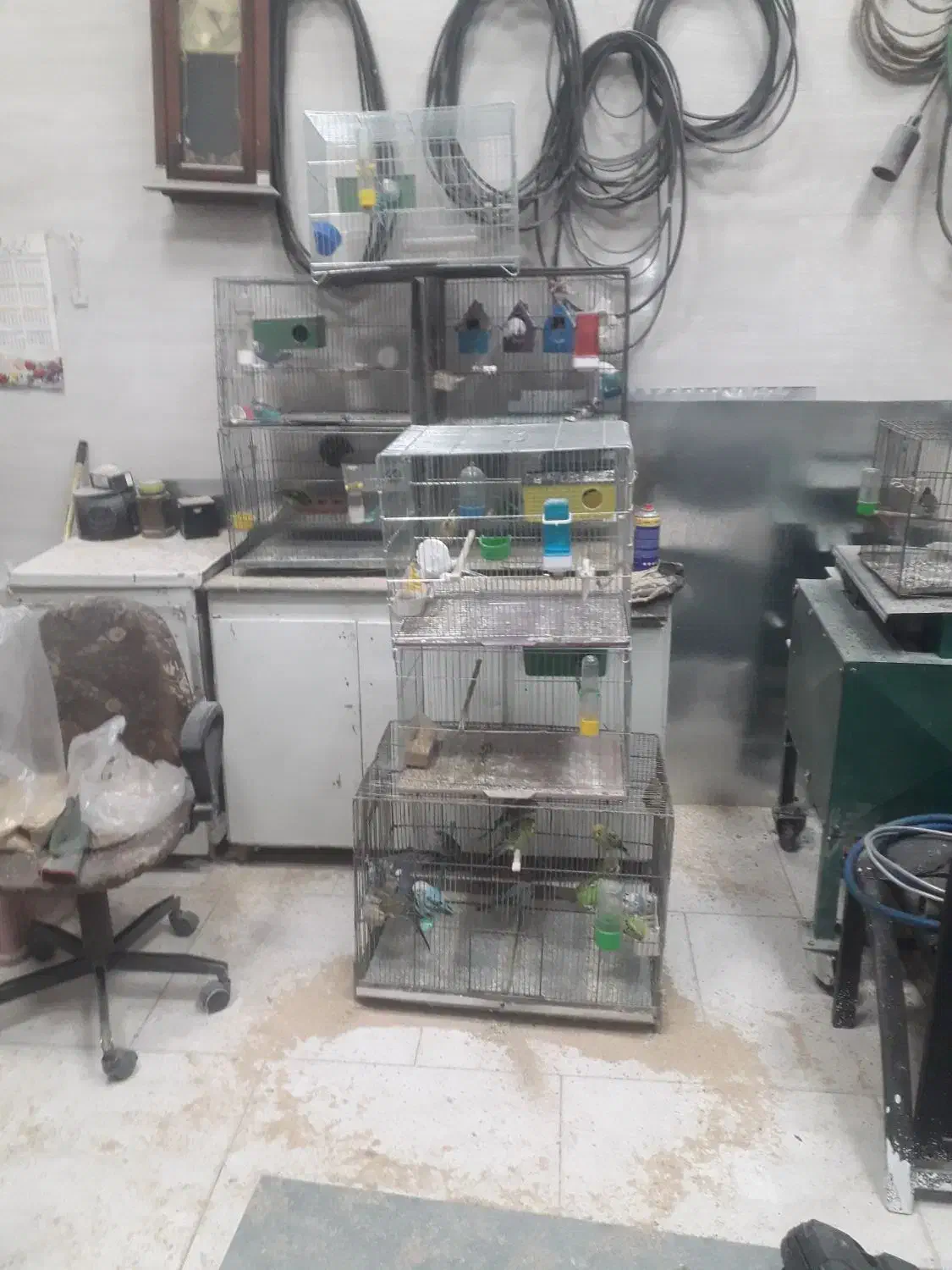 مرغ عشق|پرنده|مهاجران, |دیوار