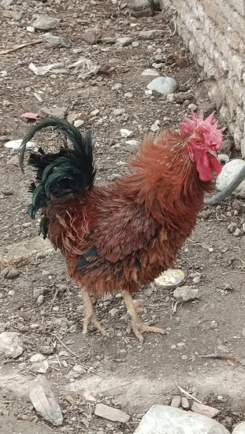 خروس محلی فرفری|حیوانات مزرعه|مینودشت, |دیوار