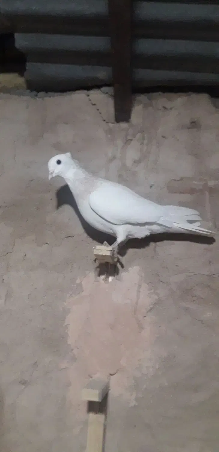 کفتر|پرنده|سبزوار, شرق کال عیدگاه|دیوار