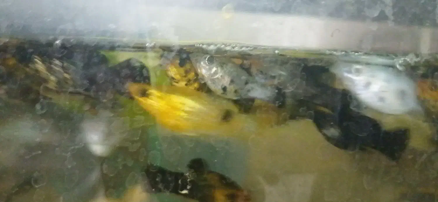 ماهی گوپی مولی سوارتل گلدفیش کت فیش کوریدوراس|ماهی|تهران, گلستان (شهرک راه آهن)|دیوار