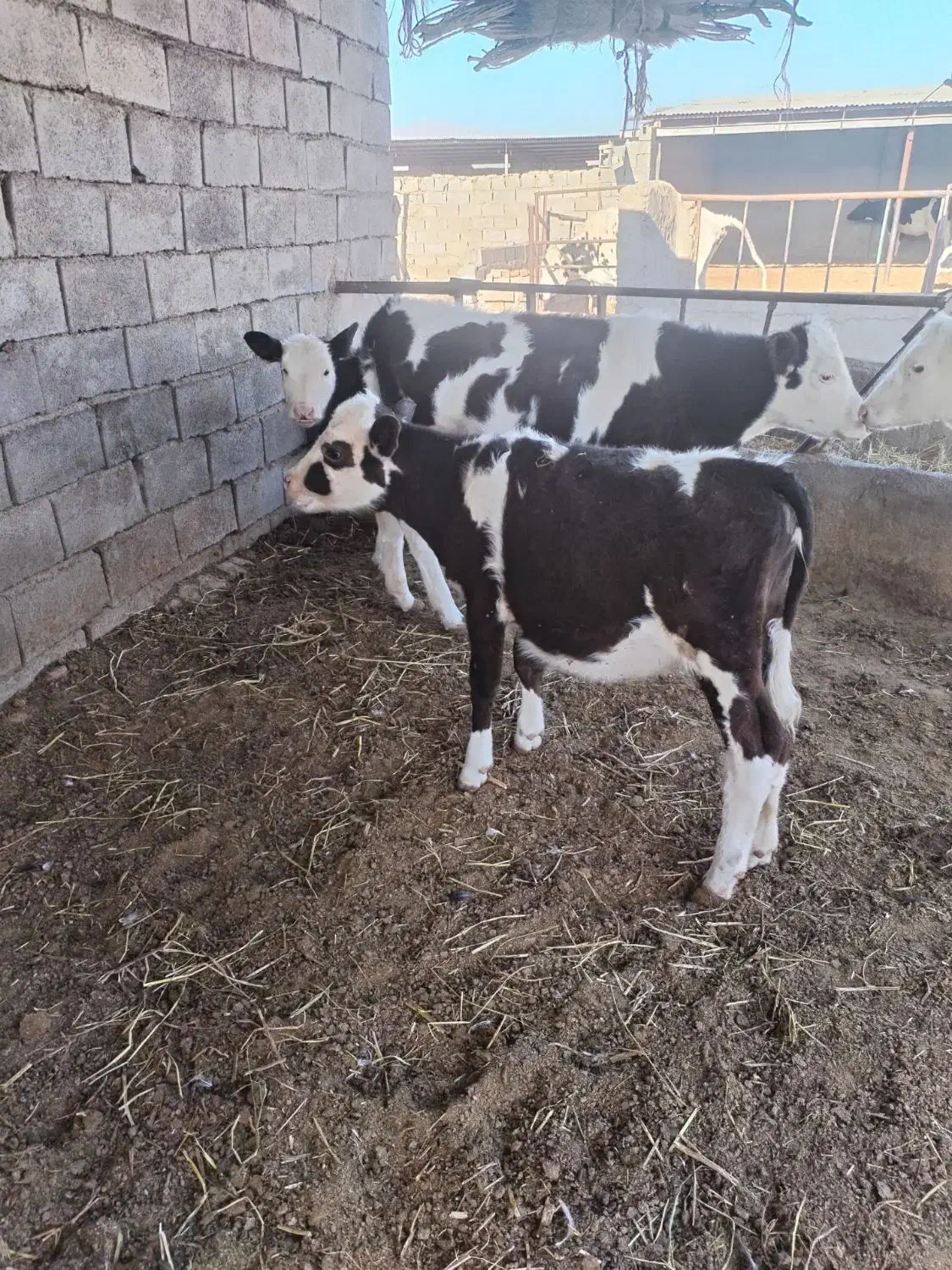 دوعدد تلیسه نژاد دار قیمت دونه ای ۵۳|حیوانات مزرعه|نیشابور, محله میدان باغات|دیوار