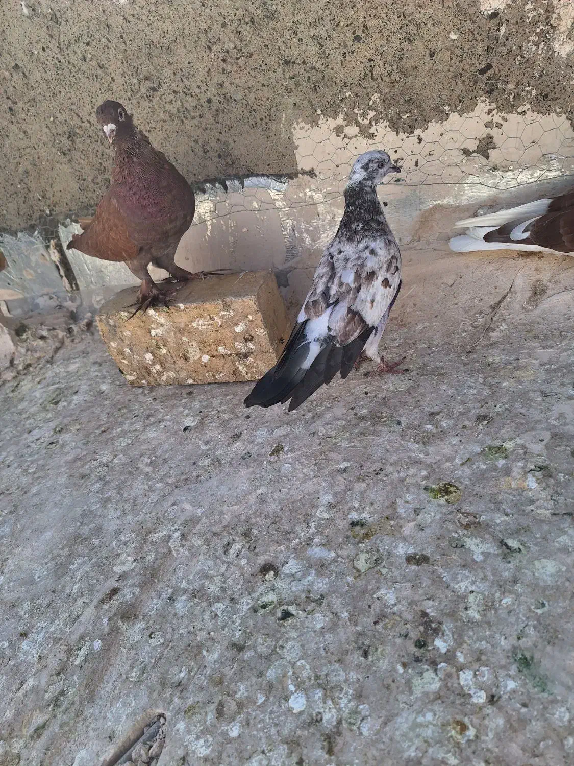 کفتر بوربوری|پرنده|قم, شهرک امام حسن|دیوار