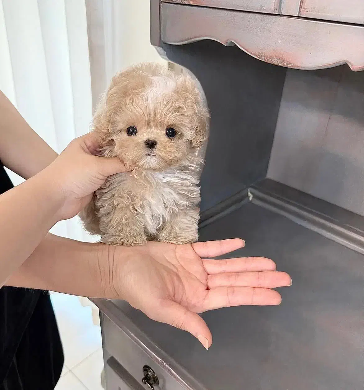 پودل مالتیز عروسکی مالتیپو ۴/۵۰۰ به بالا|سگ|تهران, منیریه|دیوار