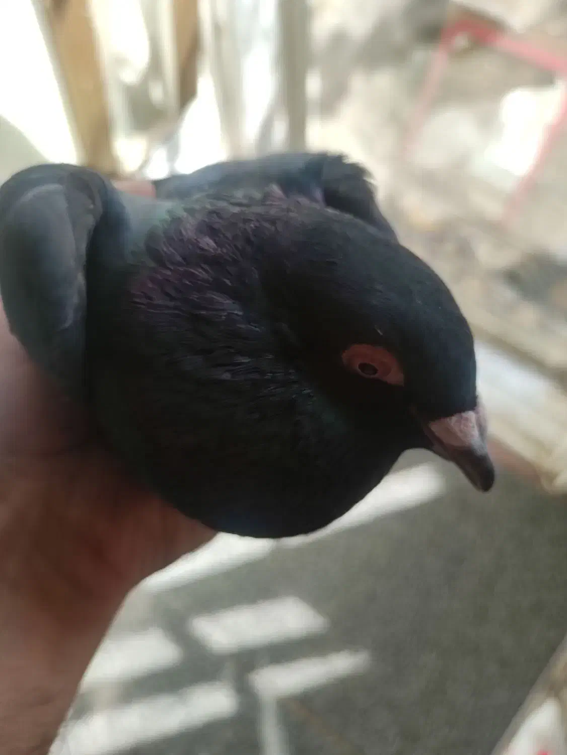 ۳تا نر زاغ ویدونه ماده زرد|پرنده|کرمان, |دیوار