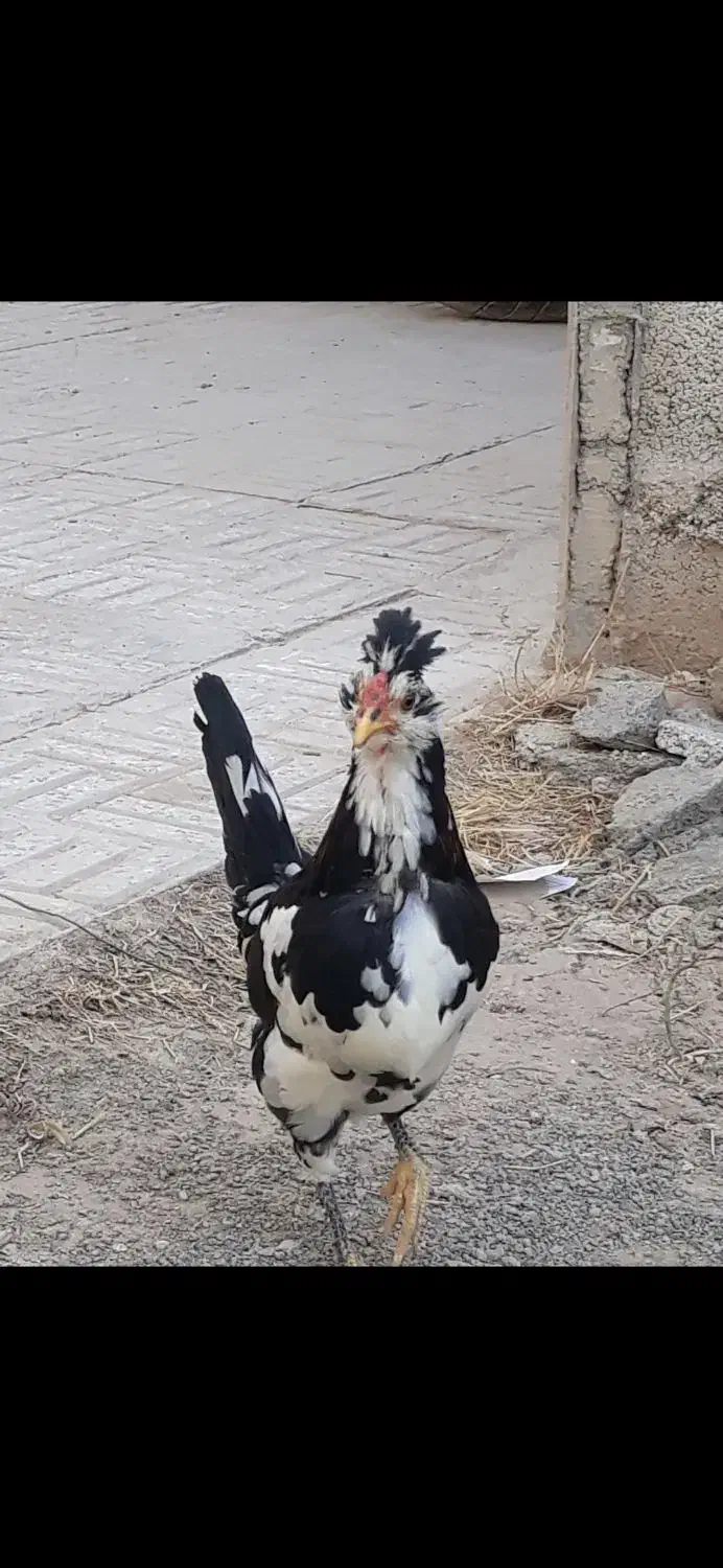 مرغ وخروس گلین|حیوانات مزرعه|خمینی‌شهر, |دیوار