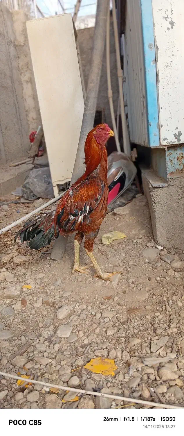 قفس لاری|لوازم جانبی حیوانات|کرج, پیشاهنگی|دیوار