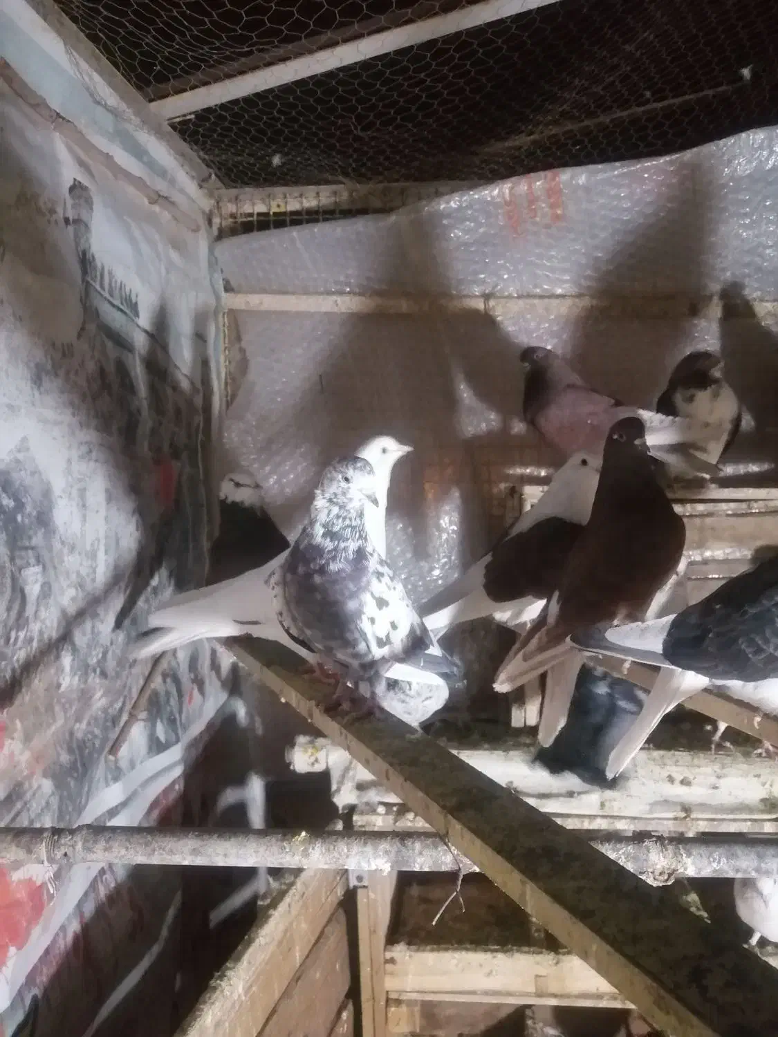 کفتر، کبوتر|پرنده|شاهرود, |دیوار