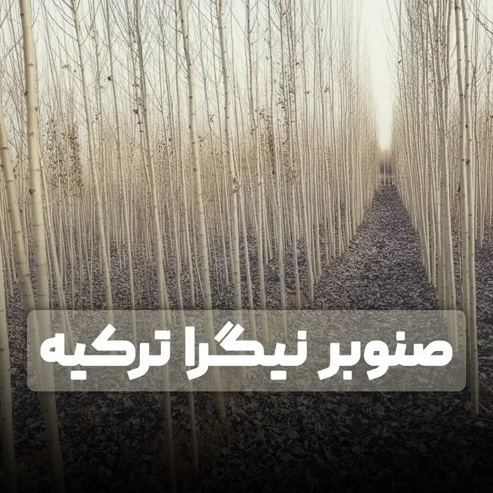 فروش صنوبر سالم و مرغوب .تخفیف ویژه +هدیه|خدمات باغبانی و درختکاری|ساری, |دیوار