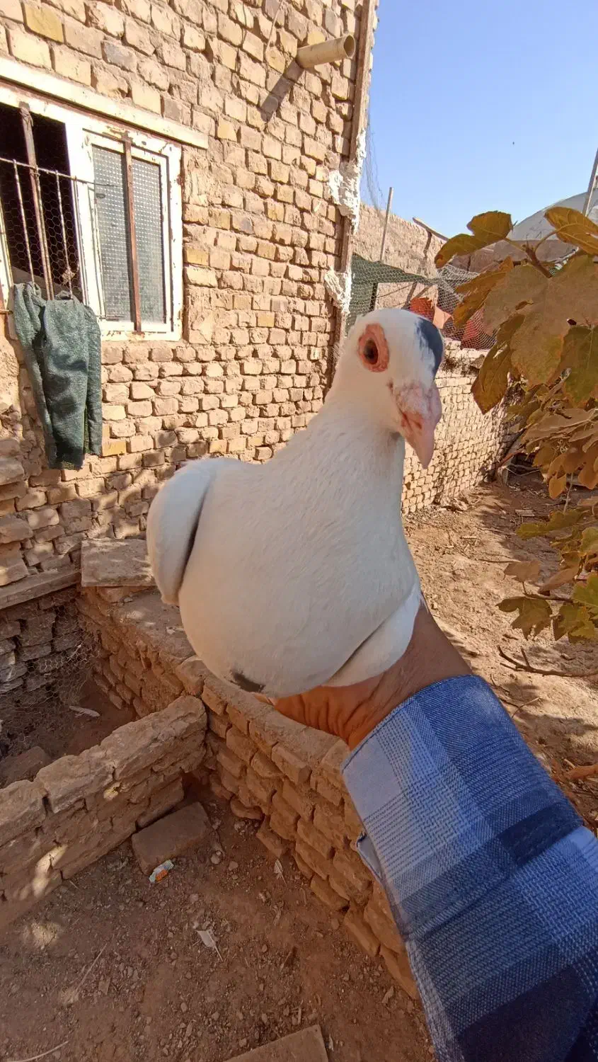 کفتر|پرنده|اشکذر, |دیوار