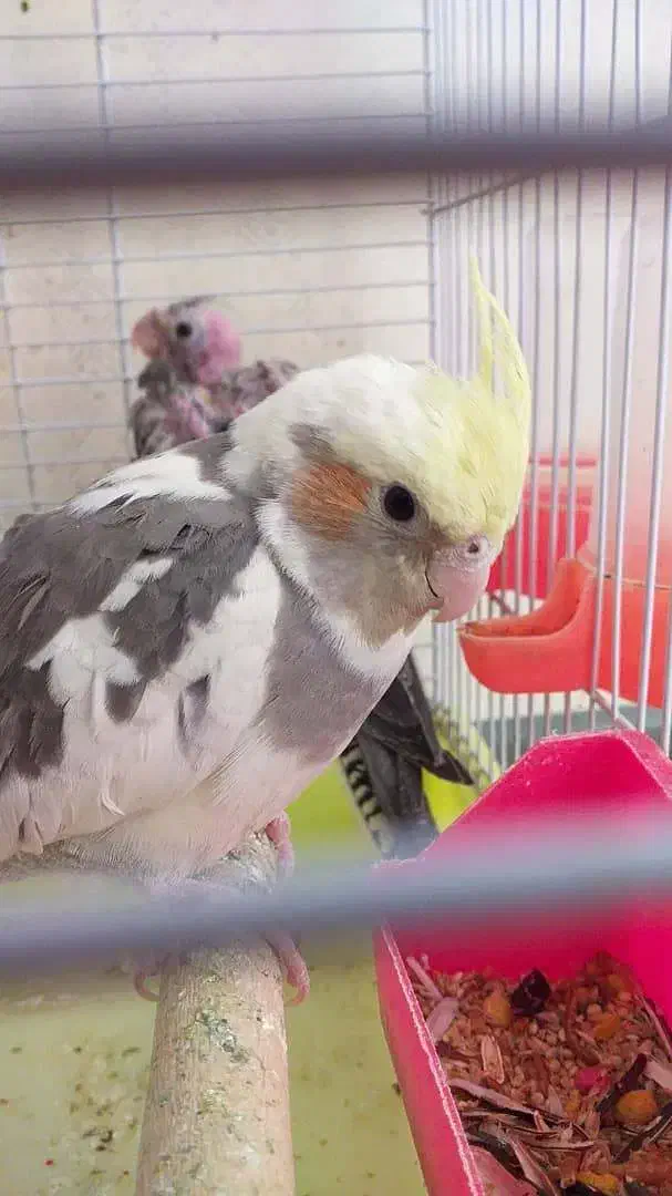 عروس هلندی|پرنده|فلاورجان, |دیوار