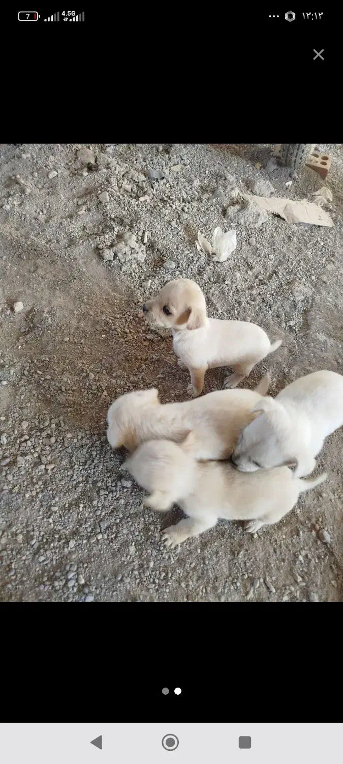 سگ پامرسایز0|سگ|ماهان, |دیوار