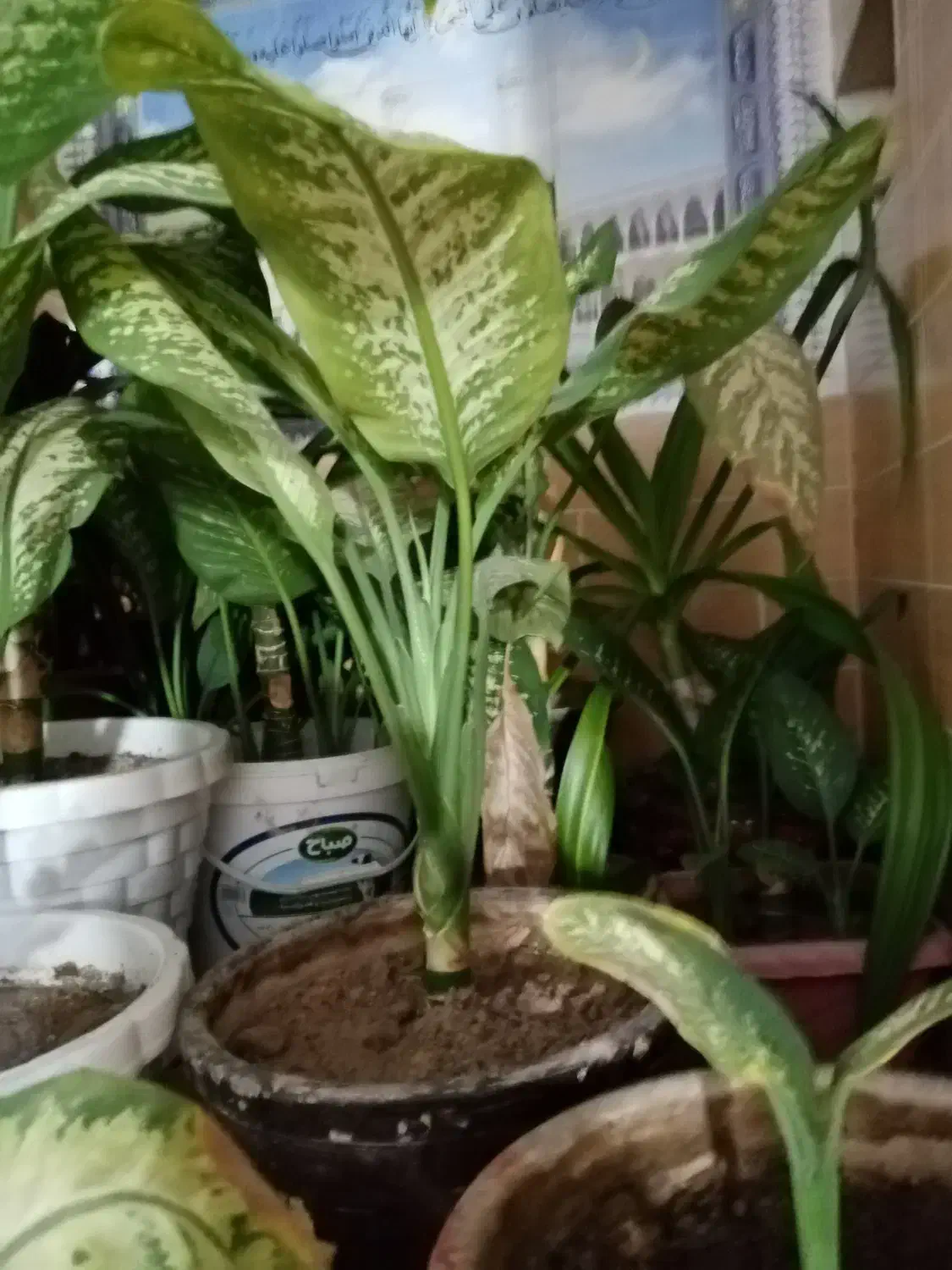 گل دیفن خوشکل وشاداب|گل و گیاه طبیعی|فیروزآباد (فارس), |دیوار