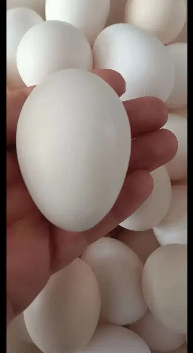 تخم مرغ|حیوانات مزرعه|مرودشت, علیآباد|دیوار