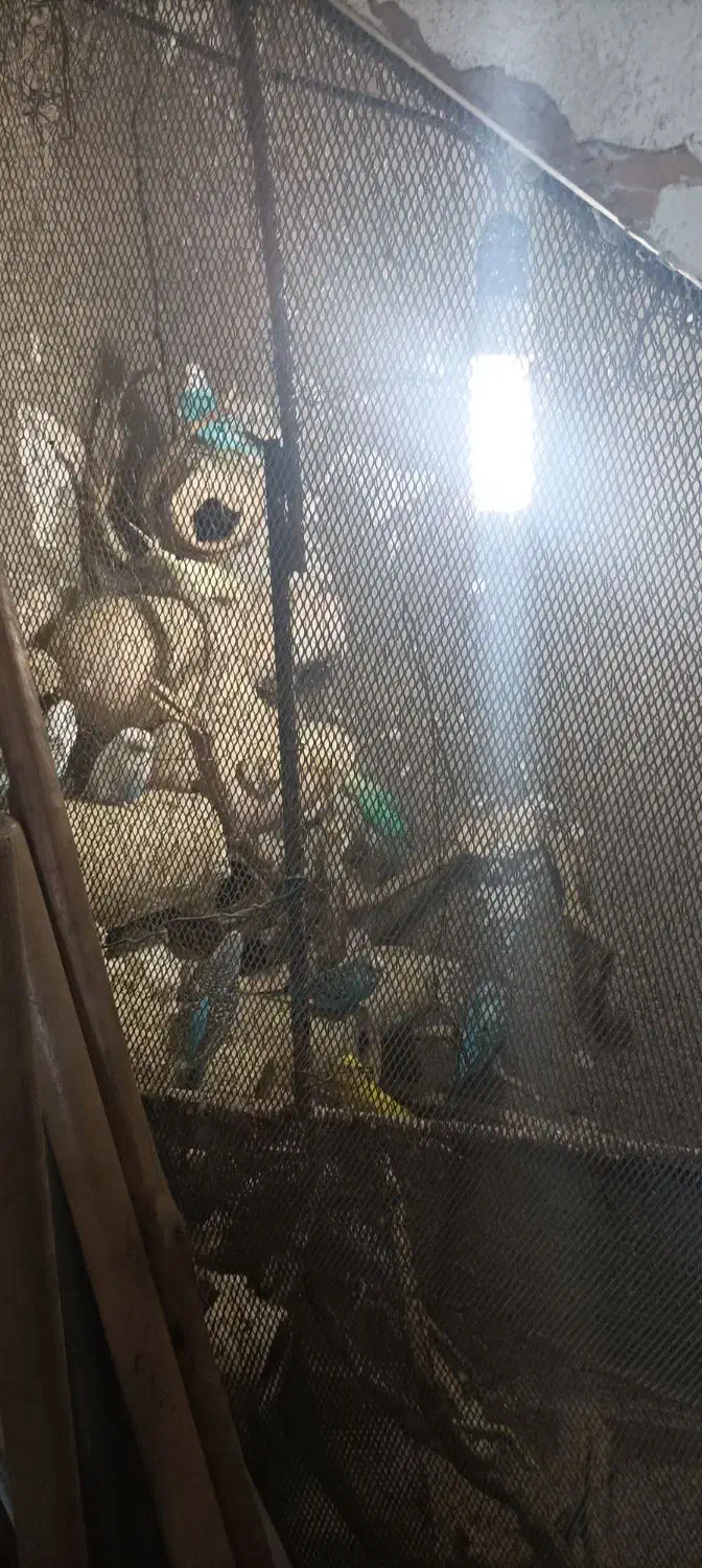 فروش مرغ عشق یکجا|پرنده|نگین شهر, |دیوار