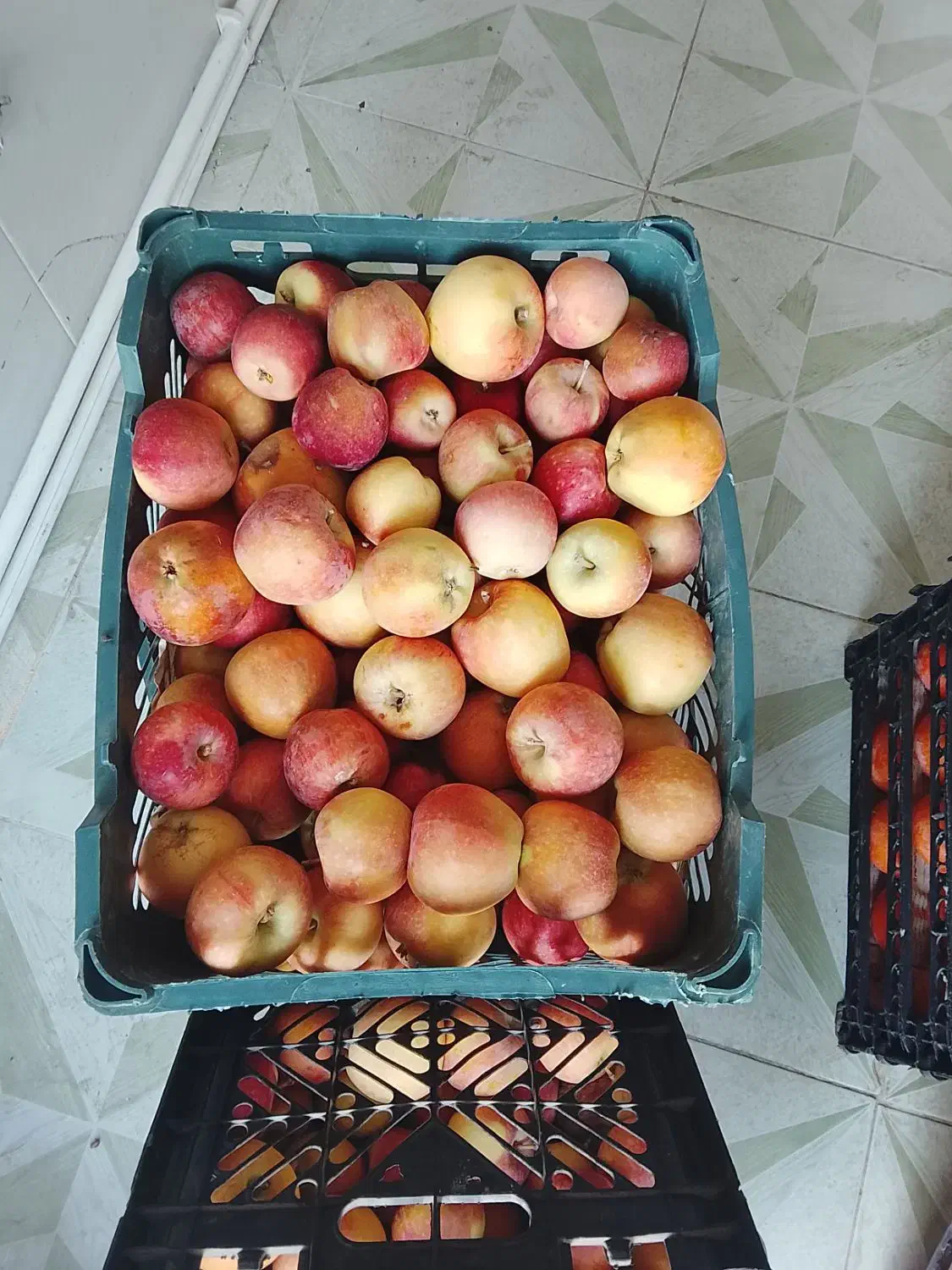 سیب درختی شیرین|خوردنی و آشامیدنی|یزد, |دیوار