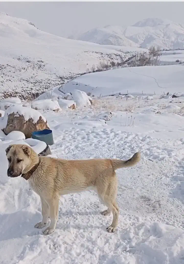 معاوضه|سگ|صومای برادوست, |دیوار