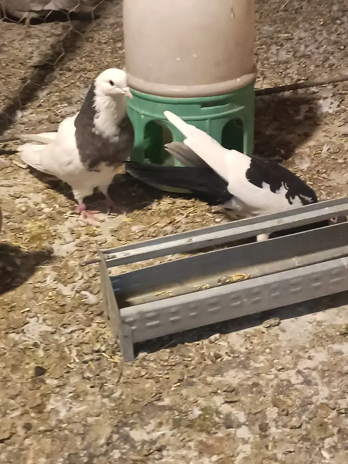 سه تا کفتر گرفتنی قیمت تعاونی|پرنده|بهار, |دیوار