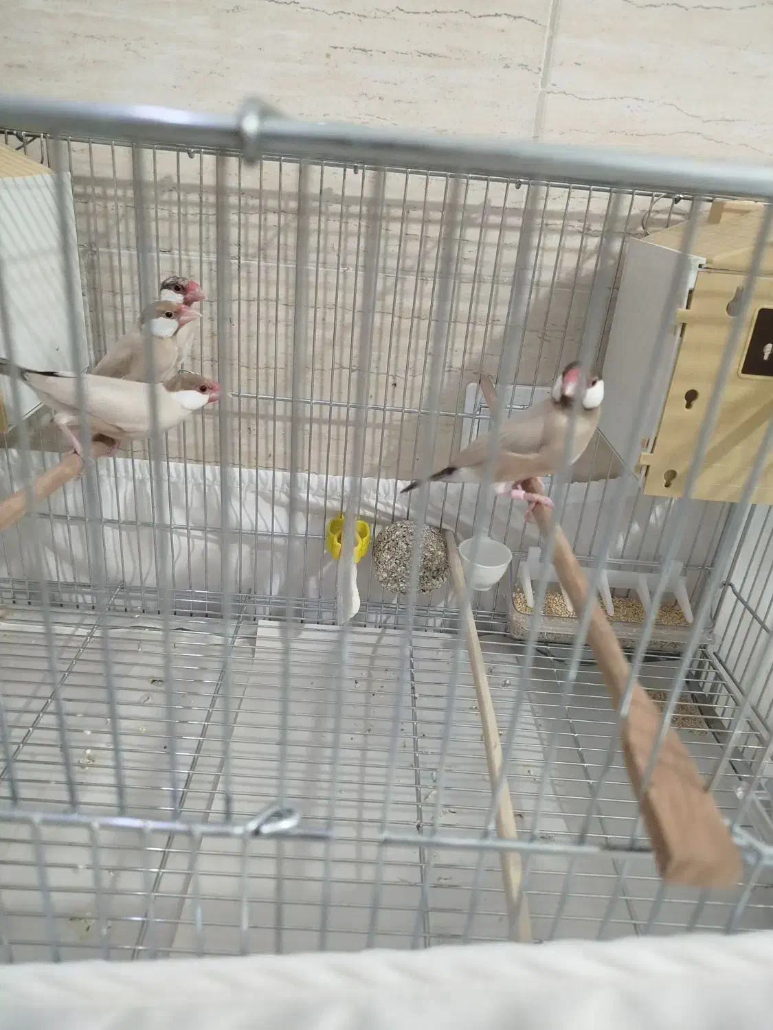 فنچ نرگسی|پرنده|شهریار, کرد امیر|دیوار