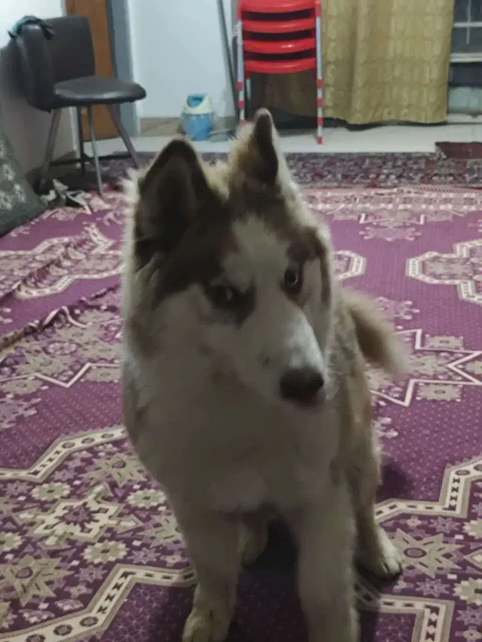 واگذاری توله هاسکی مالاموت|سگ|اصفهان, باغ زرشک|دیوار