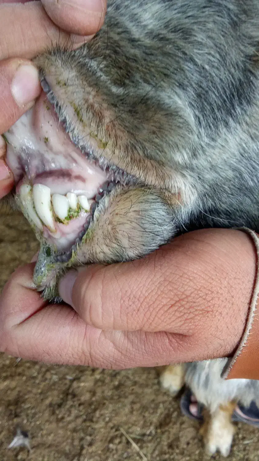 قوچ داشتی|حیوانات مزرعه|مرودشت, مجد آباد|دیوار