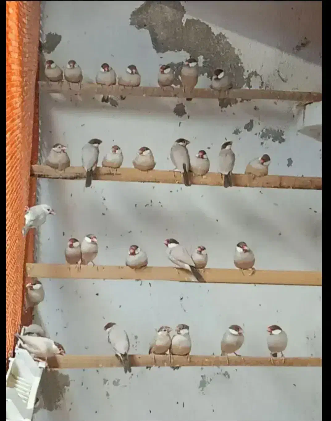 جاوا فنچ شکلاتی|پرنده|سراوان, |دیوار