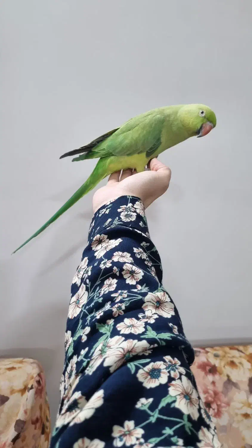 طوطی ملنگو|پرنده|پاکدشت, پاکدشت (مامازند)|دیوار