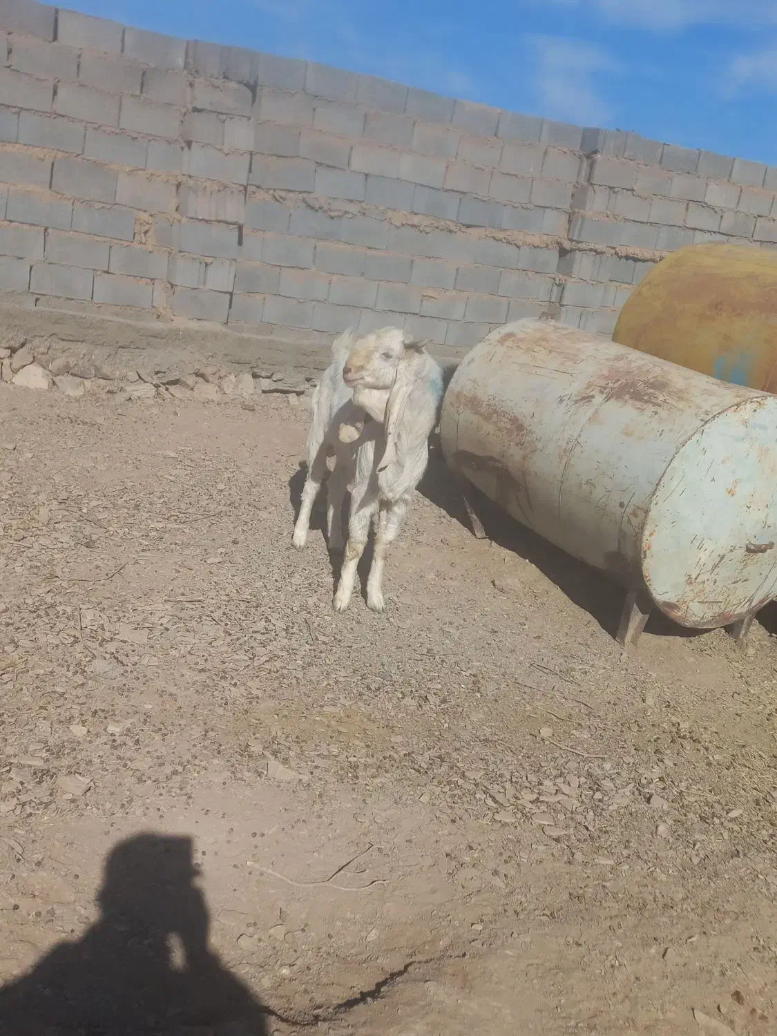 چبش پاکستانی|حیوانات مزرعه|مود, |دیوار