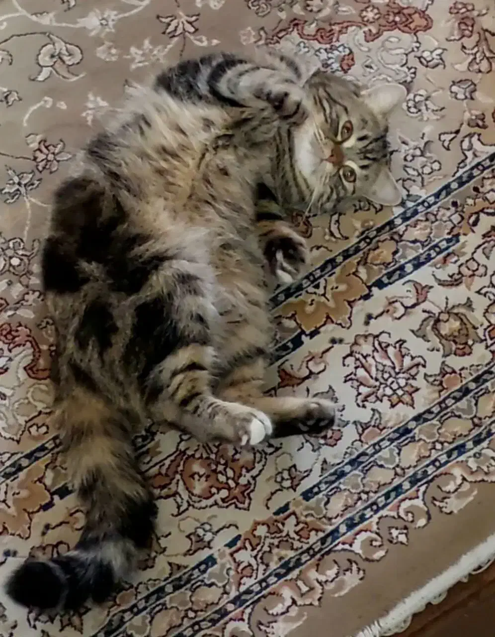 گربه میکس اسکاتیش پرشین|گربه|خوی, |دیوار