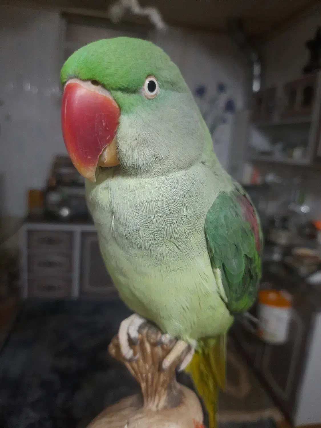 شاه طوطی|پرنده|فولادشهر, زاینده رود|دیوار