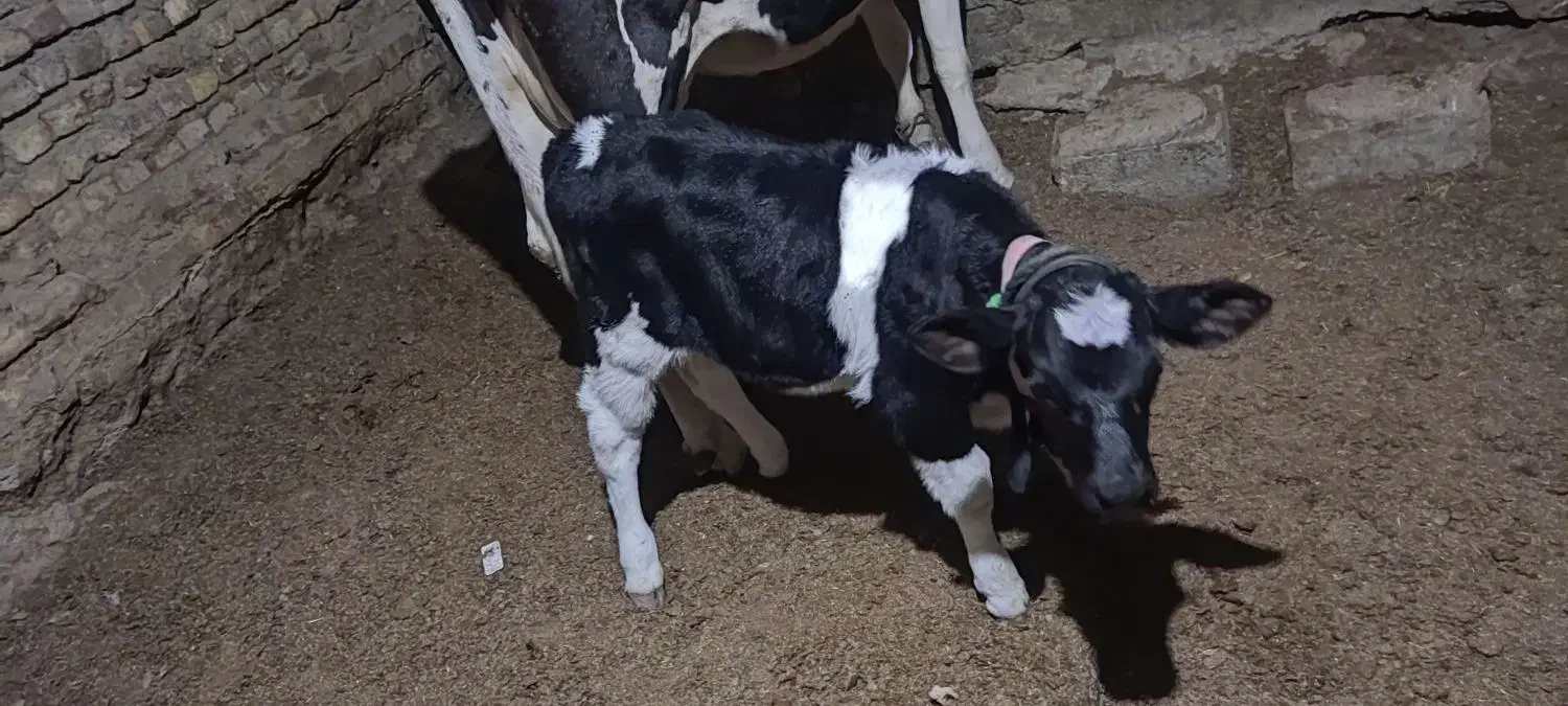 گاو با گوساله نر|حیوانات مزرعه|تیمور آباد, |دیوار