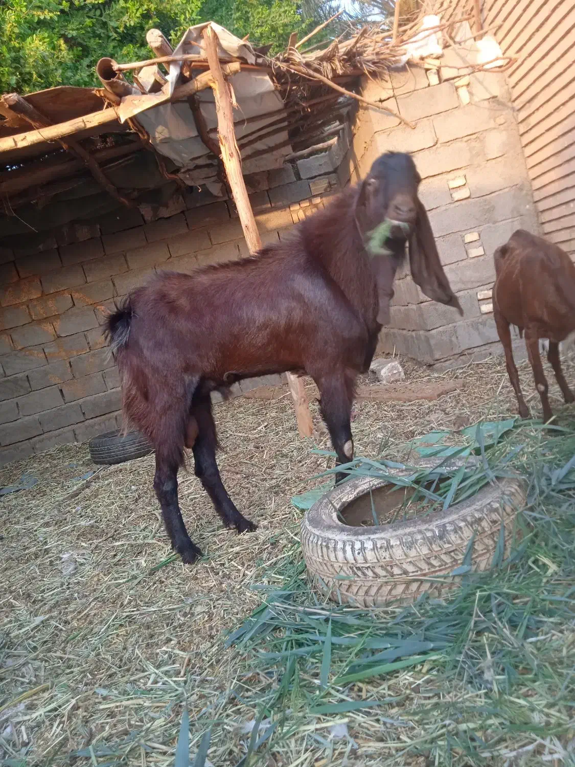 بز نر افغانی|حیوانات مزرعه|خرمشهر, |دیوار