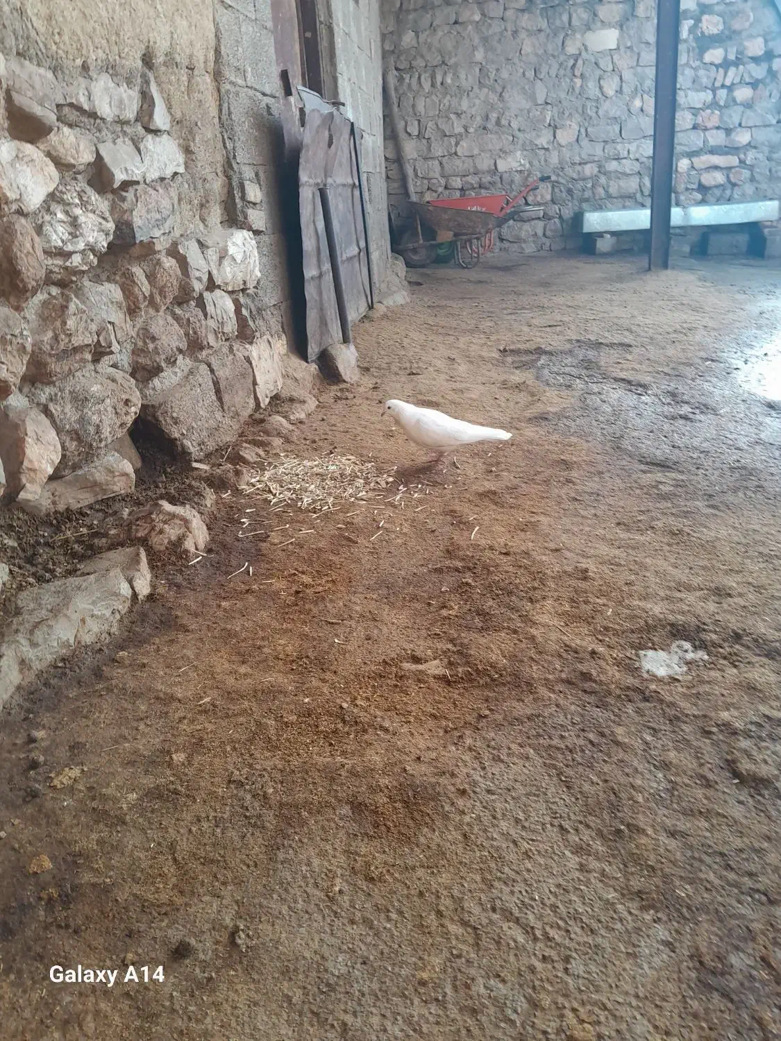 دو عدد کبوتر|پرنده|روانسر, |دیوار