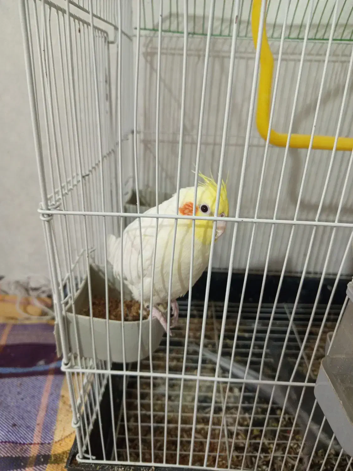 عروس هلندی|پرنده|قم, فرهنگیان و شهربانی|دیوار