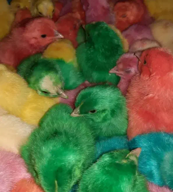 جوجه رنگی عمده|حیوانات مزرعه|مشهد, شهید احمدی روشن|دیوار