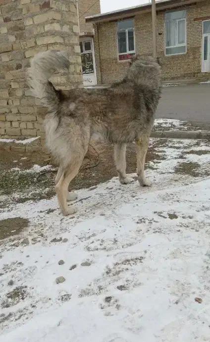 سگ نگهبانی و گوسفند|سگ|سلماس, |دیوار