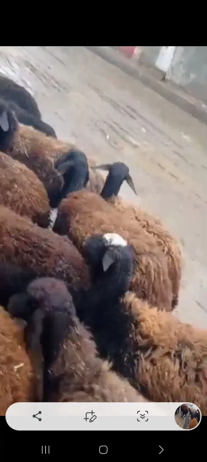 میش قزل افشار ابستن سنگین|حیوانات مزرعه|داران, |دیوار