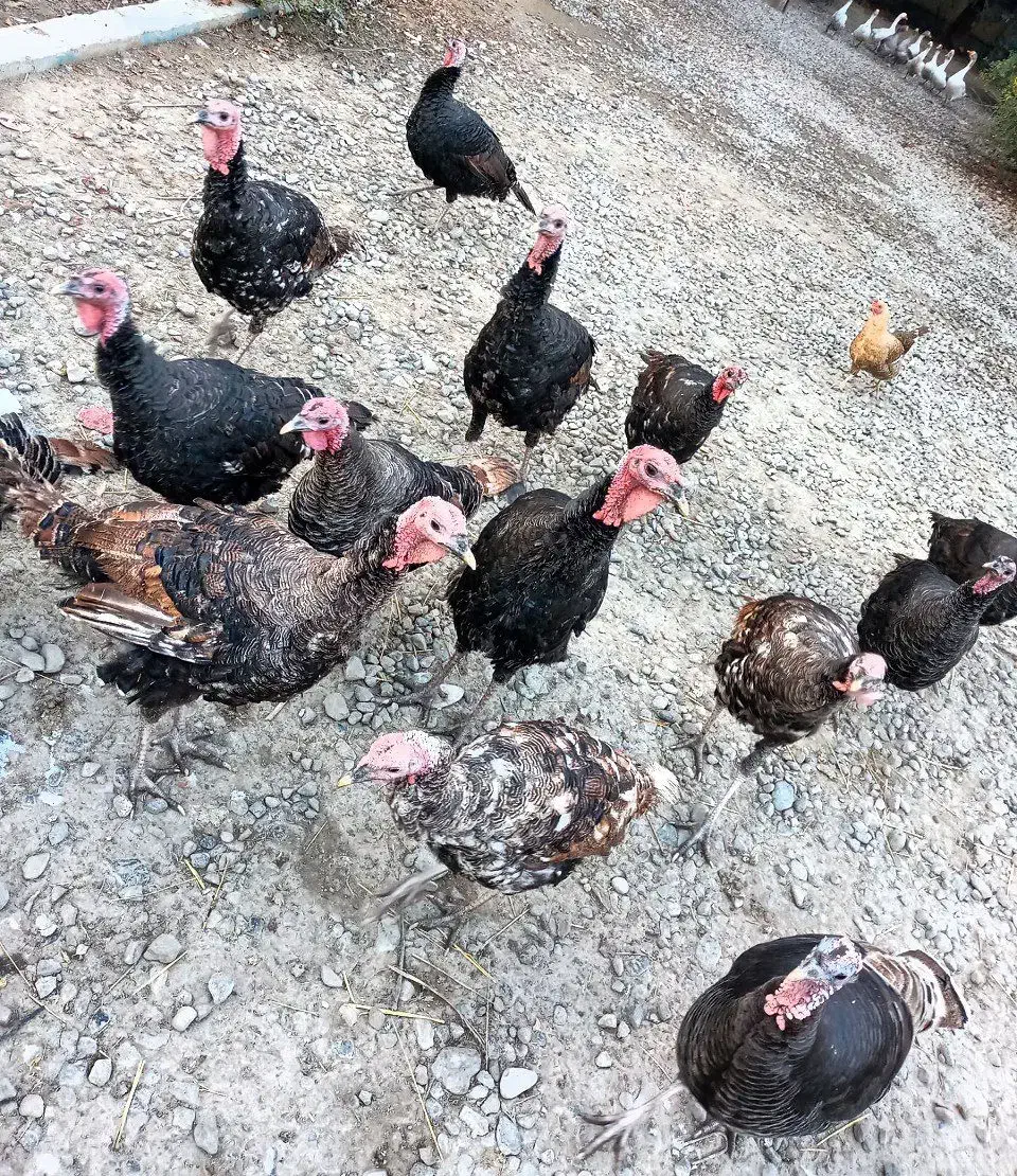 تعدادی بوقلمون و غاز|حیوانات مزرعه|انبارآلوم, |دیوار