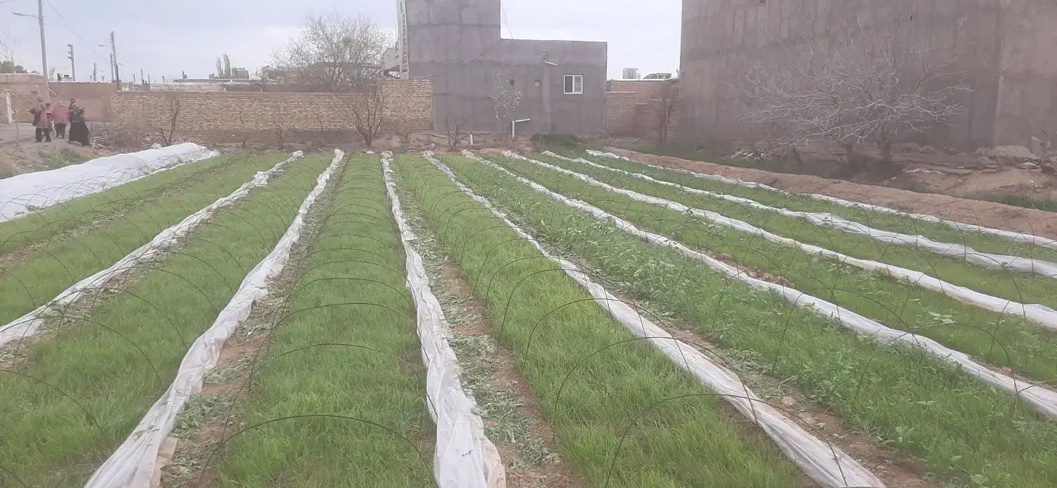 نشا پیاز|خدمات باغبانی و درختکاری|اسفرورین, |دیوار