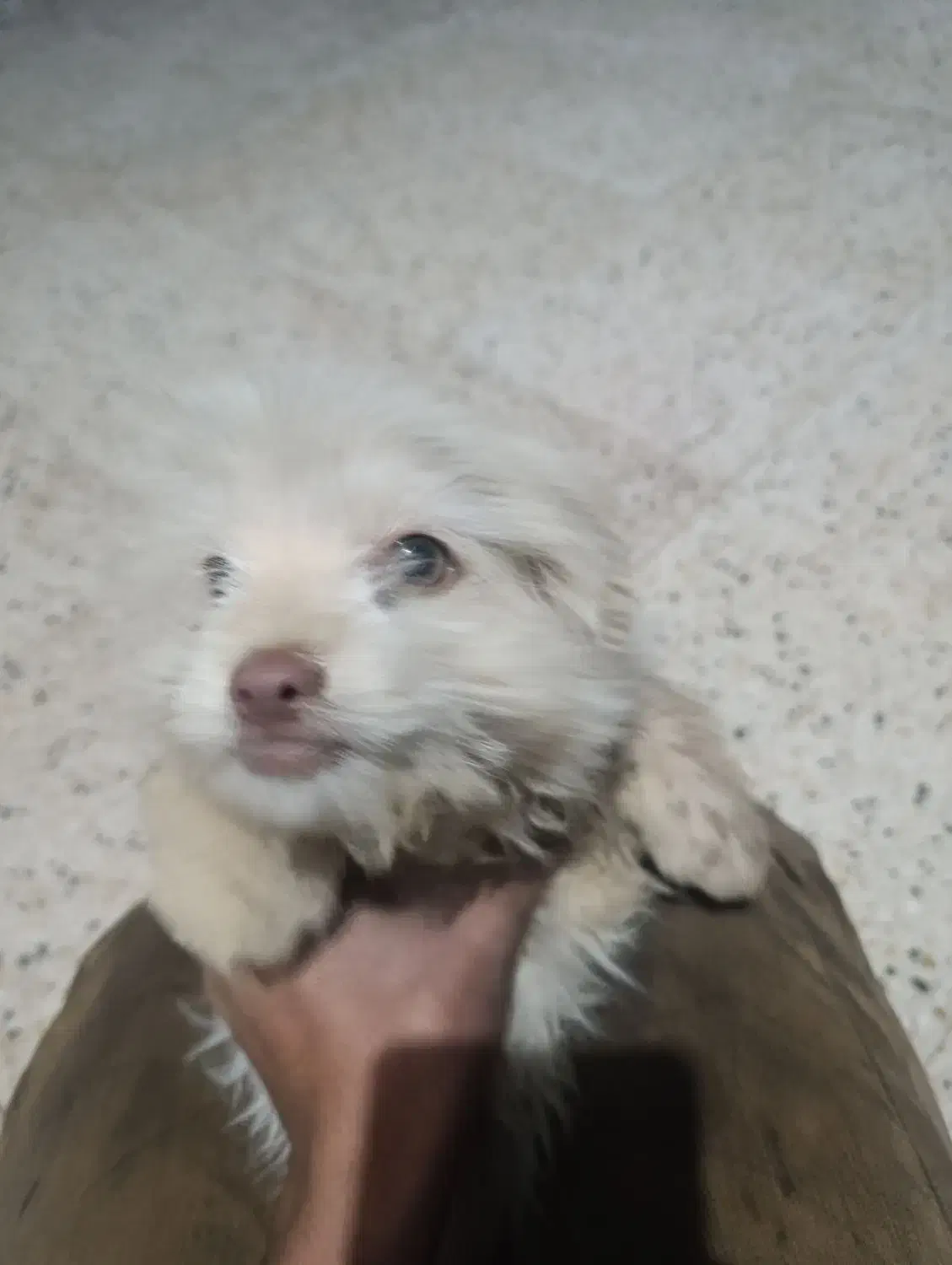 سگ پاکوتاه|سگ|رفسنجان, |دیوار