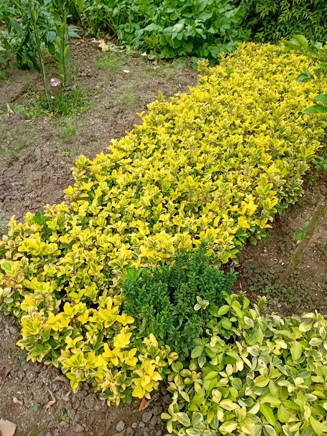 فروش قلمه شمشاد طلایی|خدمات باغبانی و درختکاری|تنکابن, |دیوار