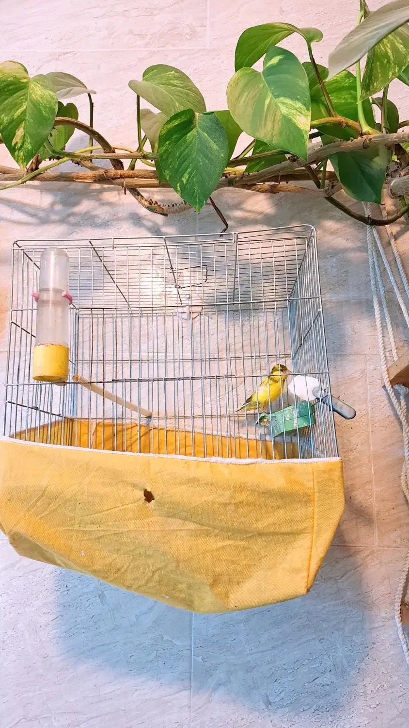 قناری نر|پرنده|جونقان, |دیوار