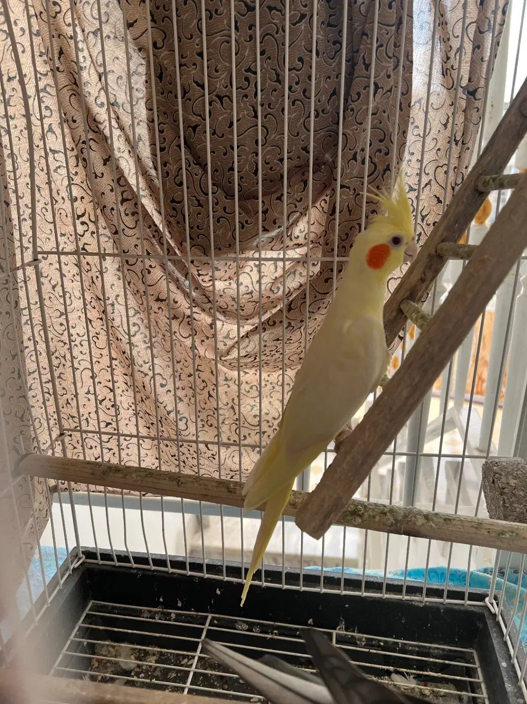 عروس هلندی بالغ|پرنده|ساری, |دیوار