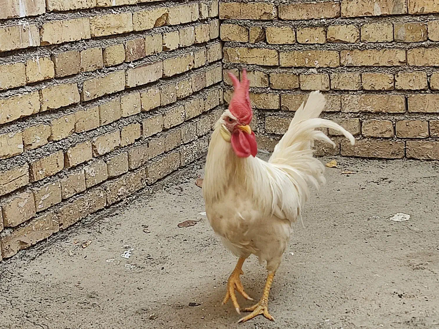 خروس|حیوانات مزرعه|مرند, |دیوار